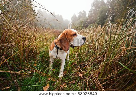Beagle In Forest