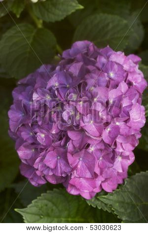 Hydrangea