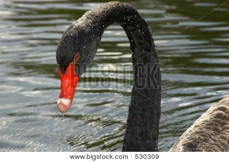 Black Swan