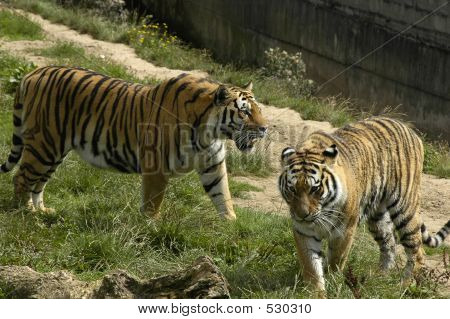 Two Tigers