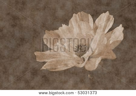 Vintage White Flower.