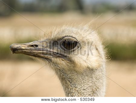 Ostrich Head
