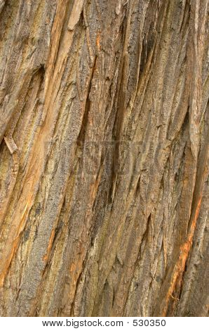 Tree Bark