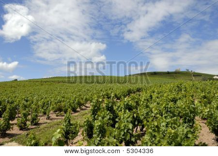 Vinice krajiny nedaleko Fleurie uprostřed oblasti Beaujolais