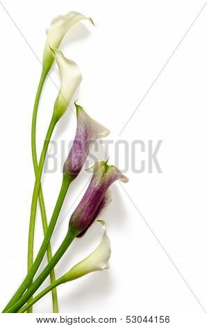 Flowers: callas