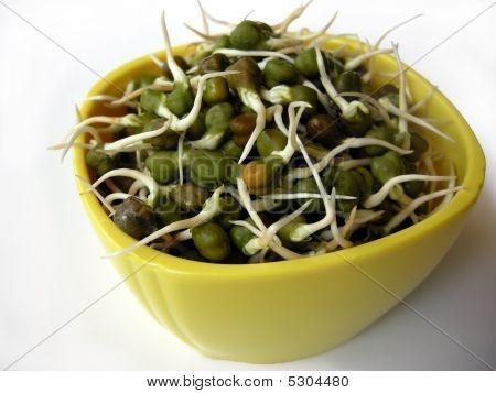 Pintinho verde ervilha couve amarelo bacia quatro