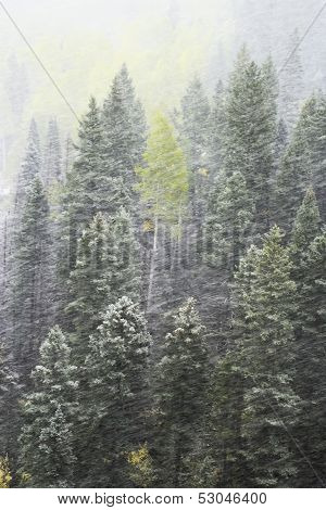 Pine Forest In Snowstorm, Mount Sneffels Range, Colorado