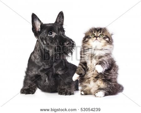 kitten and puppy