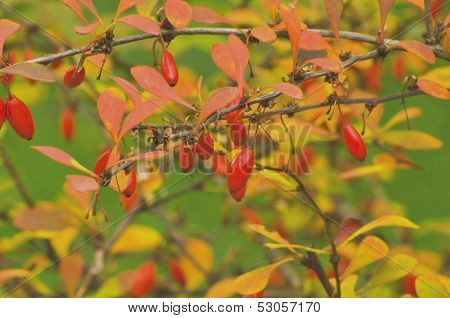 The berries of barberry
