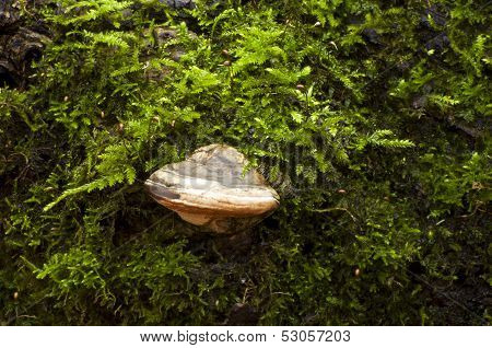 Mushroom tinder fungus