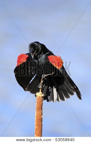 Red-winged Blackbird Male