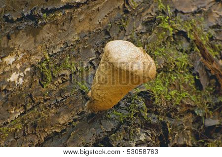 Puffball mushroom ( Lycoperdon pyriforme)