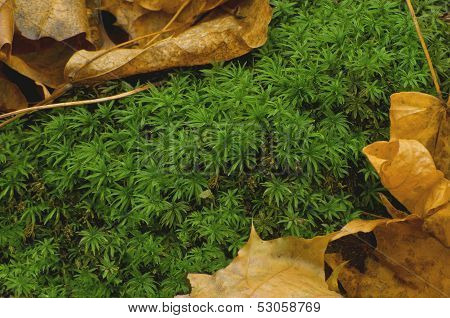 Forest carpet