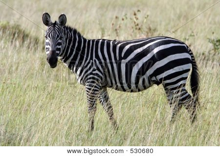 Zebra