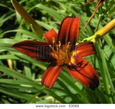 La fleur rouge - Liliacious