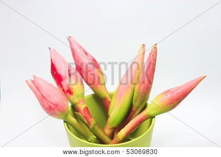 Ginger Flowers