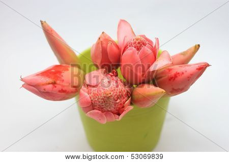 Ginger Flowers
