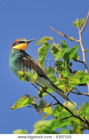 apiaster merops กับฟ้า