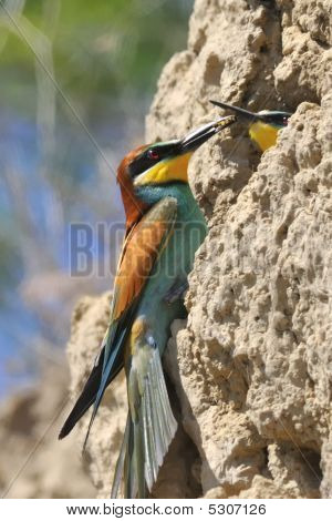 apiaster merops อาหารเพศหญิงของเขา