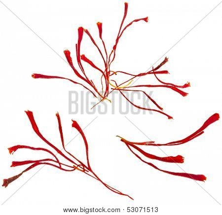 stigmas of saffron close up macro shot isolated on white background 