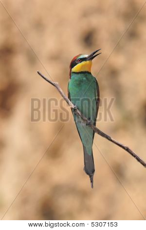merops apiaster