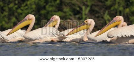pelicans สีขาว