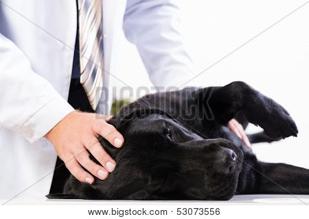 vet checks the health of a dog