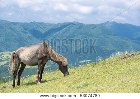 Grazing horse