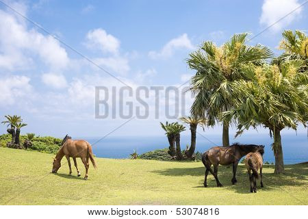Seashore of horses