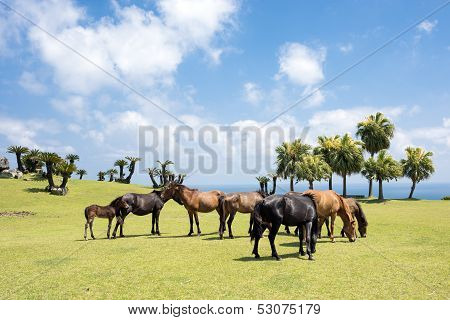 Several horses of seashore