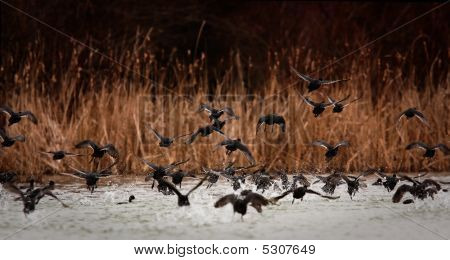 Wildlife