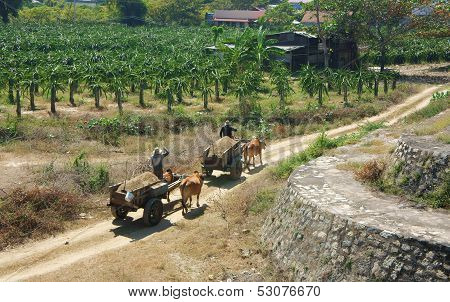 Transportation By Ox-cart