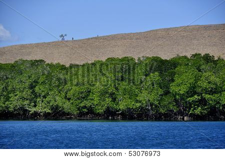 Mangrove forest in a blue sea