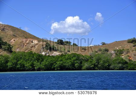 Mangrove forest in turquoise water