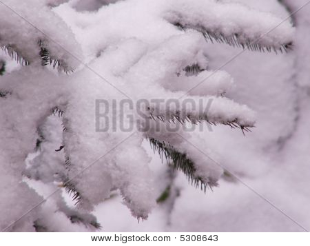 Snö på grenarna