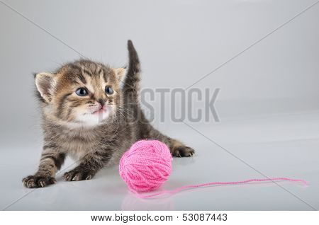 Little Kitten Playing With A Woolball