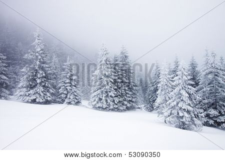 Christmas background with snowy fir trees
