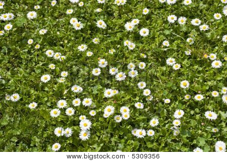 아름 다운 Camomiles