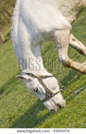 Il bellissimo cavallo bianco su un prato verde