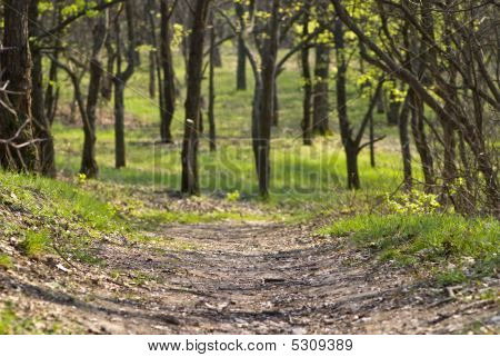 Bella foresta paesaggio