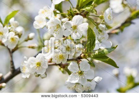 Beautiful Blossoming Branch