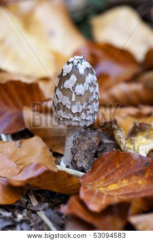 Magpie Inkcap - foliage