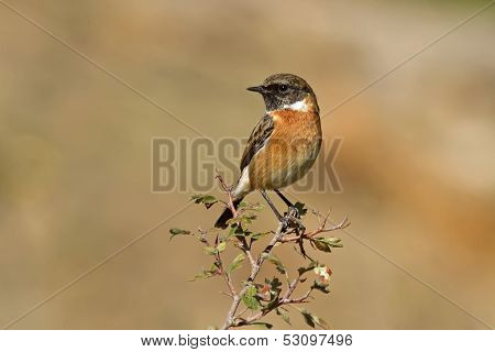 Male Common Stonechat