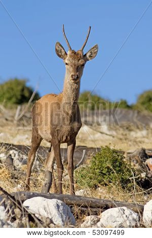 Young Red Deer