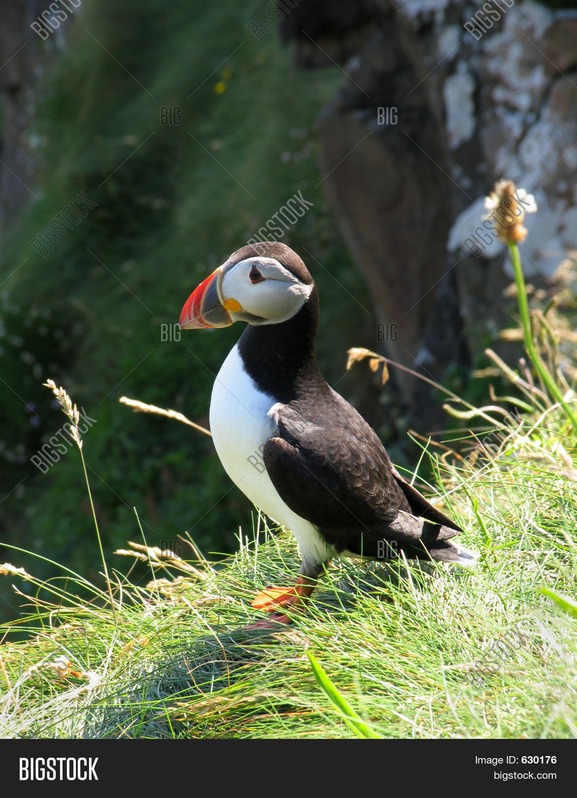 Puffin On Cliff-edge Image & Photo (Free Trial) Biology Diagrams