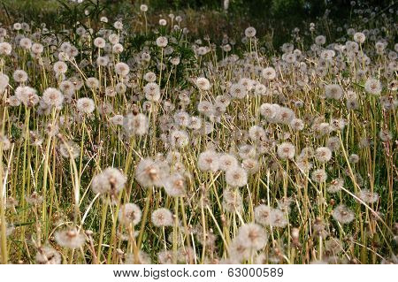 dandelions