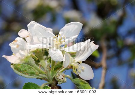 white flowers-apple blossoms