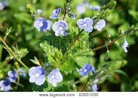 blue flowers (Veronica chamaedrys)