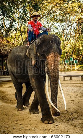 Elephant