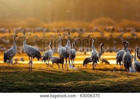 Crane Birds In Morning Light During A Spring